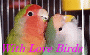 With Love Birds